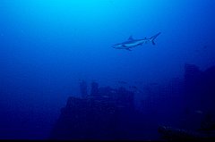 Carlise Shark